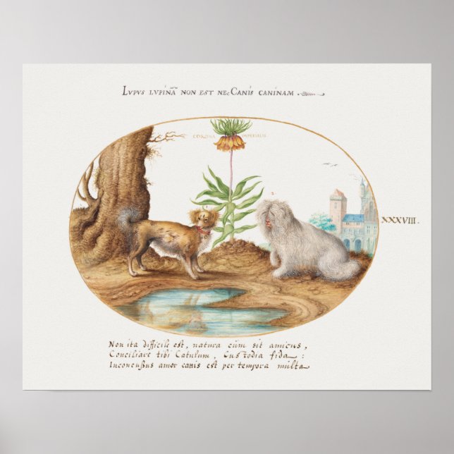 Poster vintage Pups (Devant)