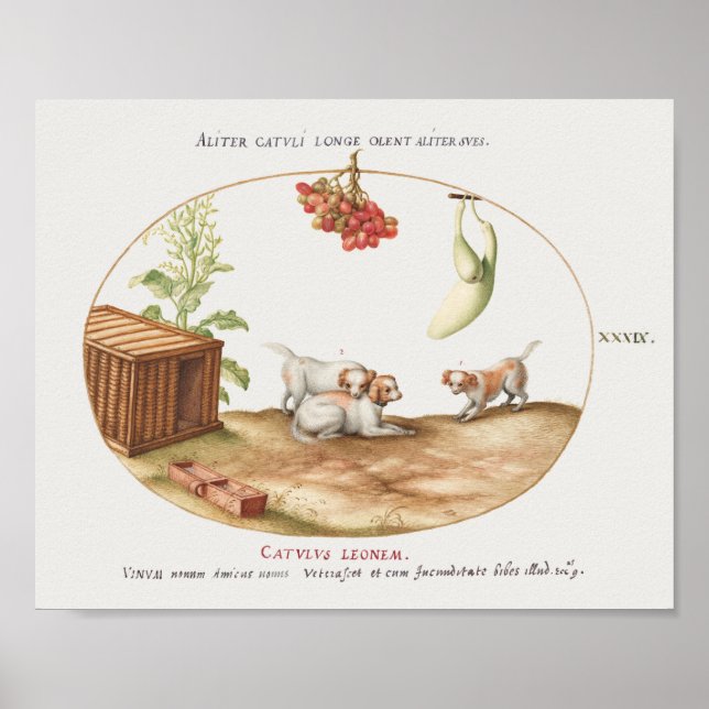 Poster vintage Pups (Devant)