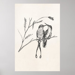 Poster Vintage Racquet Tail Hummingbird Oiseau personnali