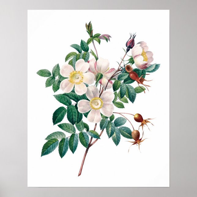 Poster vintage rose blanc (Devant)
