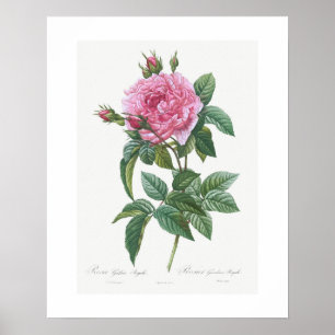 POSTER : VINTAGE "ROSE GALLIQUE" BOTANIQUE : REDOU