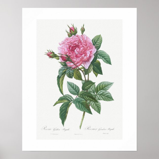 POSTER : VINTAGE "ROSE GALLIQUE" BOTANIQUE : REDOU (Devant)