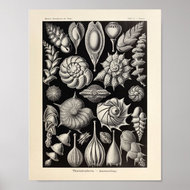Poster Vintage Sea Life Ernst Haeckel Art Imprimer (Devant)