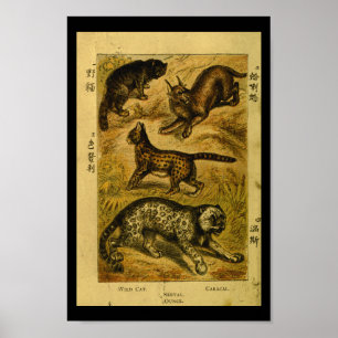 Poster Vintage Serval Wild Cat Histoire naturelle Imprime