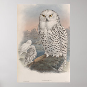 Poster vintage Snowy Owl Gould