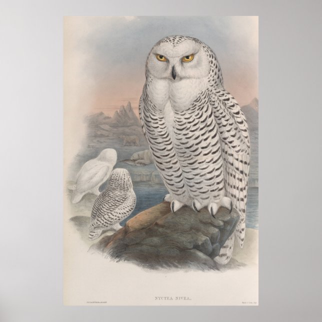 Poster vintage Snowy Owl Gould (Devant)