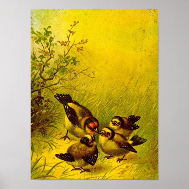 Poster vintage Sparrows (Devant)