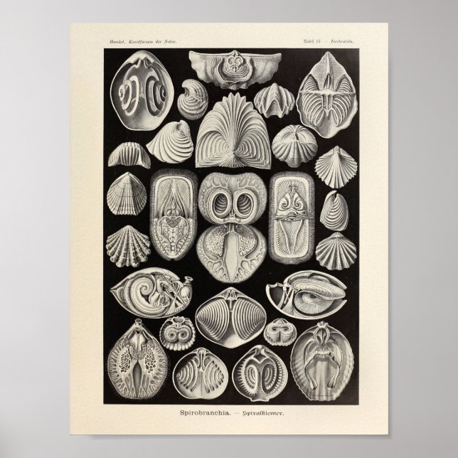 Poster Vintage Spirobranchia Ernst Haeckel (Devant)