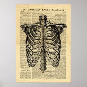 Poster vintage squelette humain Thorax dans un jou