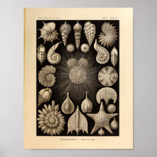 Poster Vintage Thalamophora Couleur Ernst Haeckel Imprime