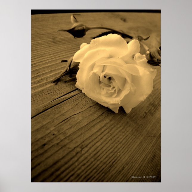 Poster vintage White Rose Sepia (Devant)