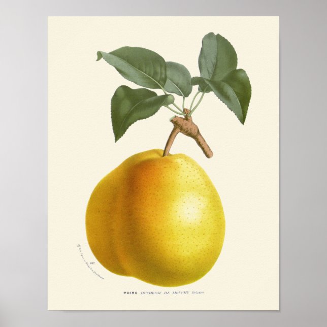 Poster Vintage Yellow Pear Botanique Print (Devant)