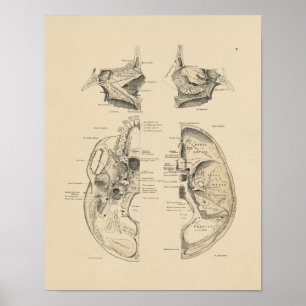Poster Vintages os crâniens humains 1880 Imprimer