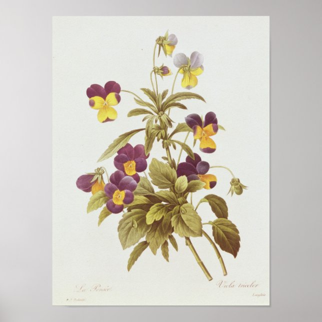 Poster Viola Tricolour (Devant)
