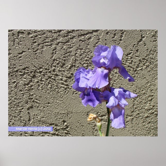 Poster Violet contre le mur (Devant)
