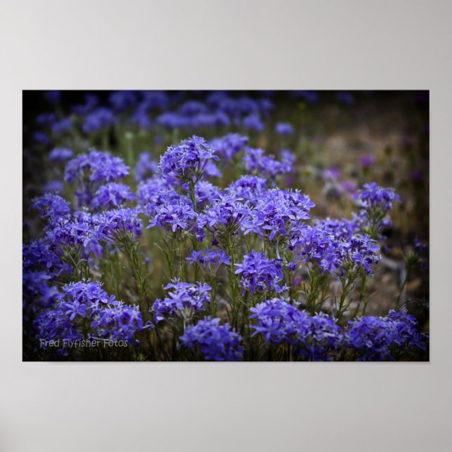 Poster violet Fleur sauvage noir Vignette (Devant)