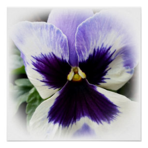 Poster violet foncé sur pensée blanche