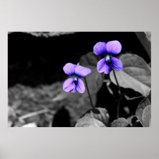 Poster Violette fatale