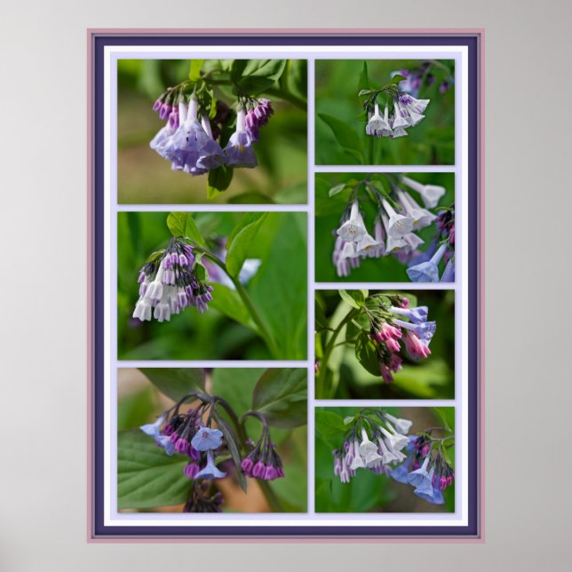 Poster Virginia Bluebells Fleurs sauvages (Devant)