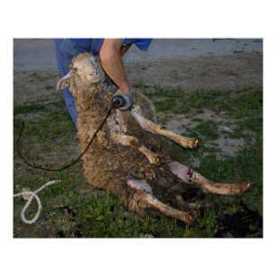 Poster Vis du mouton