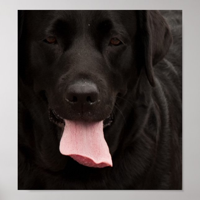 Poster Visage de chien noir (Devant)