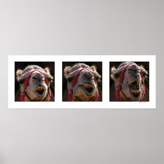 Poster Visages de chameau (Devant)