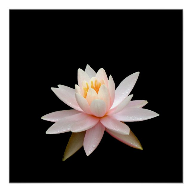 Poster Vision rose lotus (Devant)