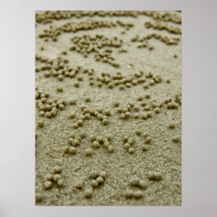 Poster Visions sur la plage Imprimer