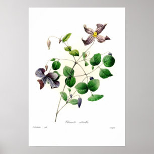Poster Viticella de clématite
