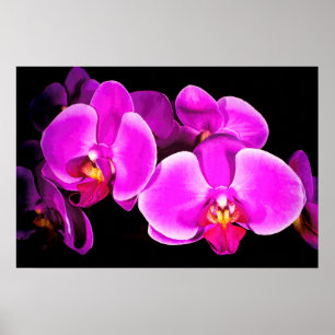 Poster Vivid Orchid