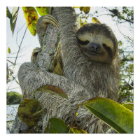 Vivre la vie comme une Sloth