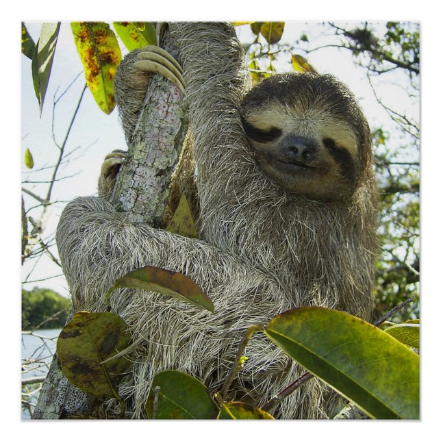 Poster Vivre la vie comme une Sloth (Devant)