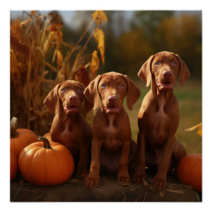 Poster Vizsla Chiot Automne Citrouille délice