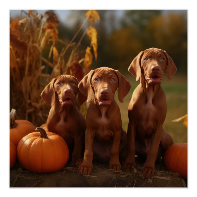 Poster Vizsla Chiot Automne Citrouille délice (Devant)