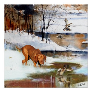Poster Vizsla hongroise, canards de chasse en hiver