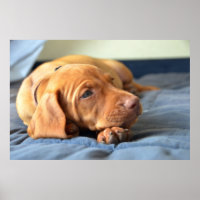Vizslay Puppy Resting On Its Paw