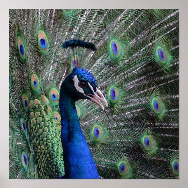 Poster Vogue (Devant)