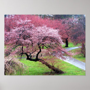 Poster Voie Cherry Blossom