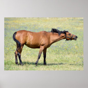 Poster Voisinage à cheval