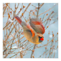 Vol Cardinal Nord - Photo originale