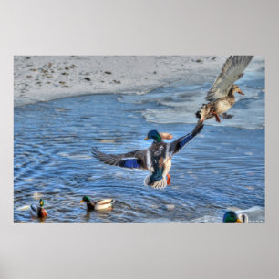Poster Vol Mallard Duck & Drake Wildlife Photo