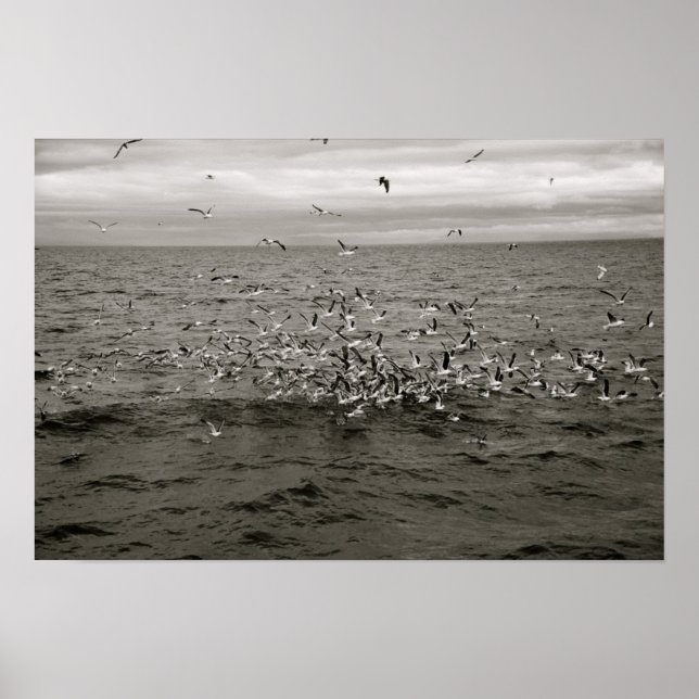 Poster Volaille islandaise d'oiseaux (Devant)