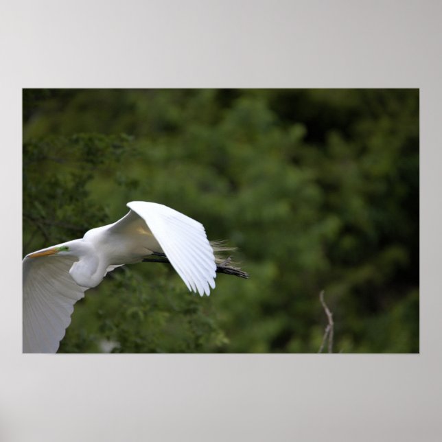 Poster volant d'Aigrettes (Devant)