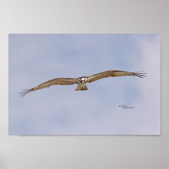 Poster volant Osprey Bird (Devant)