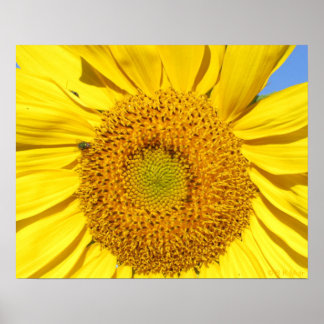 Poster - Voler sur le tournesol