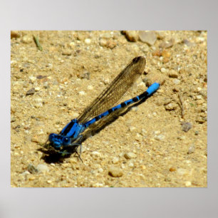 Poster - Vous Me Regardez ?