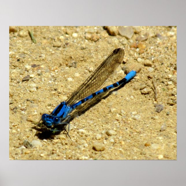 Poster - Vous Me Regardez ? (Devant)