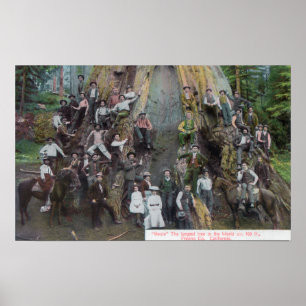 Poster Vue de Boole, le plus grand arbre du monde