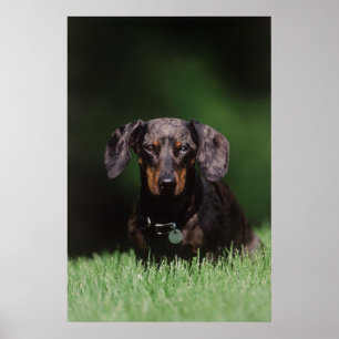 Poster Vue de Dachshund couleur Dapple