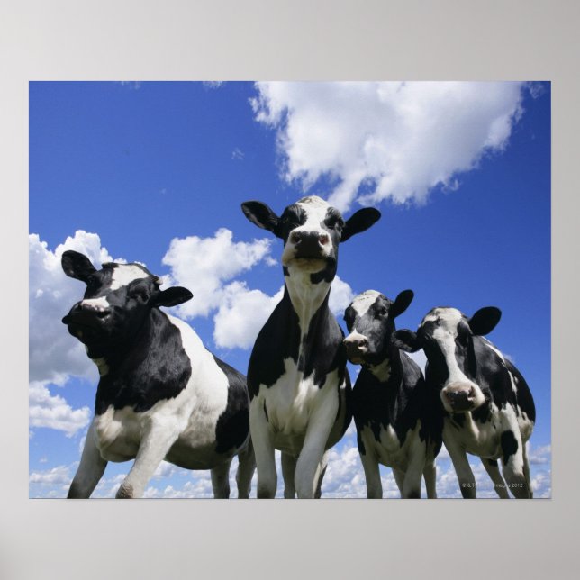 Poster Vue de quatre jeunes veaux (Devant)